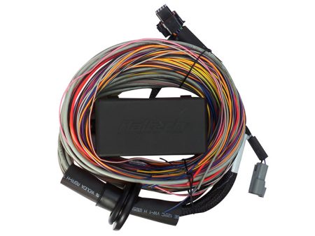 Haltech Elite 750 8ft Premium Universal Wire-In Harness Online now